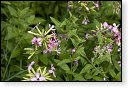 Macroglossum stellatarum Kolibrievlinder vlinder vlinders nederland insect insecten lepidoptera rups dagvlinder nachtvlinder mot motten pop larve